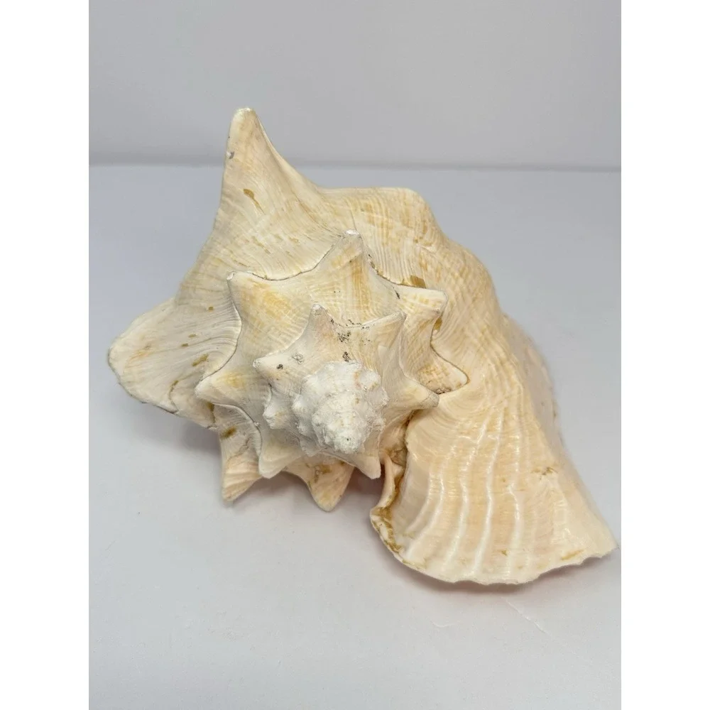 Large Natural Sea Shell Queen Conch 10